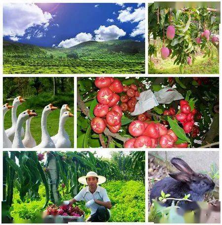 看台湾五大典型农场探寻台湾休闲农业的发展秘诀