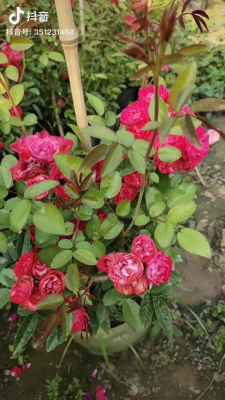 四季红木香一盆中苗花量爬藤红木香