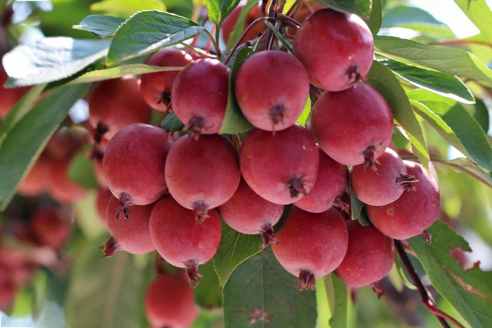 八棱海棠,红果果,青果果