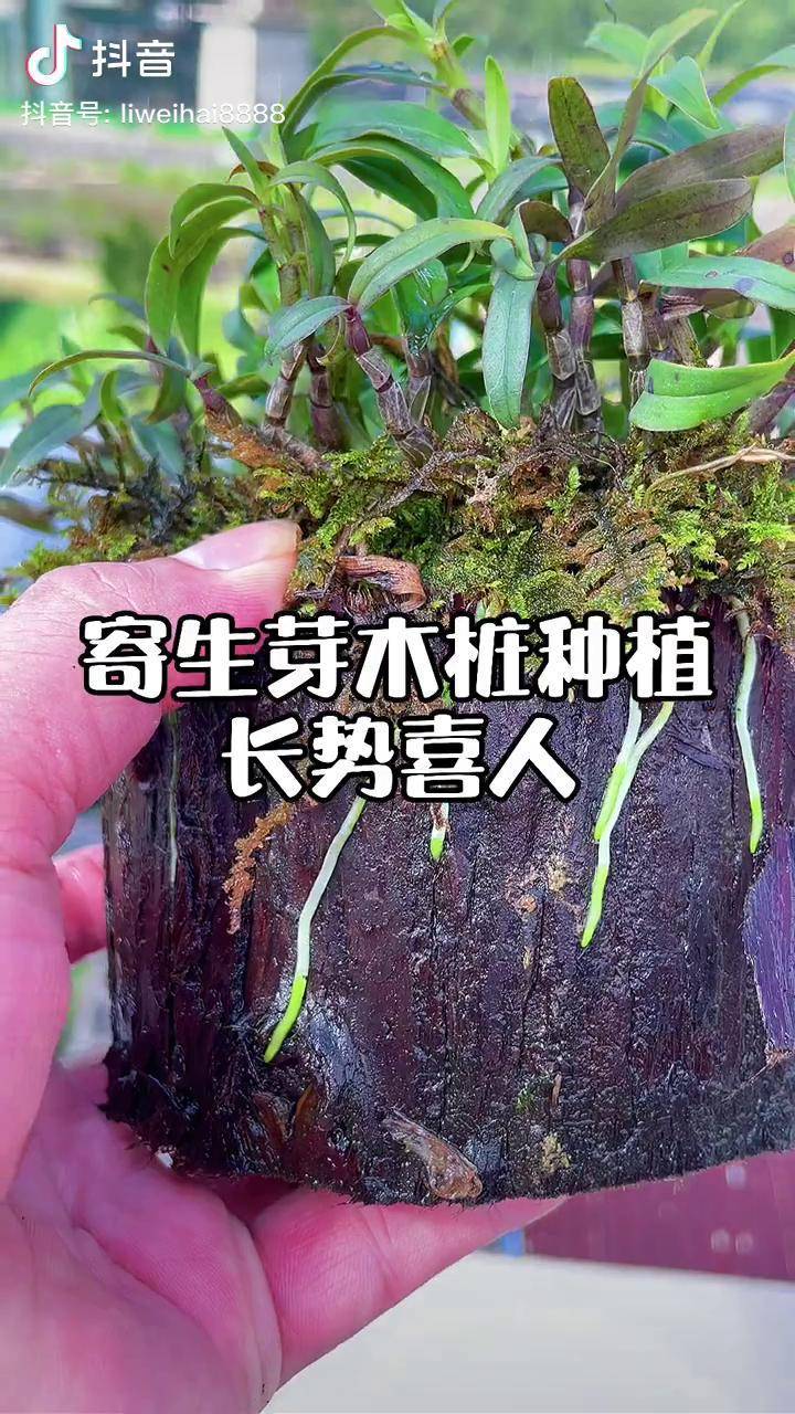 斛友们石斛是气生根植物不能用土泥沙直接种木桩上即可铁皮石斛木桩