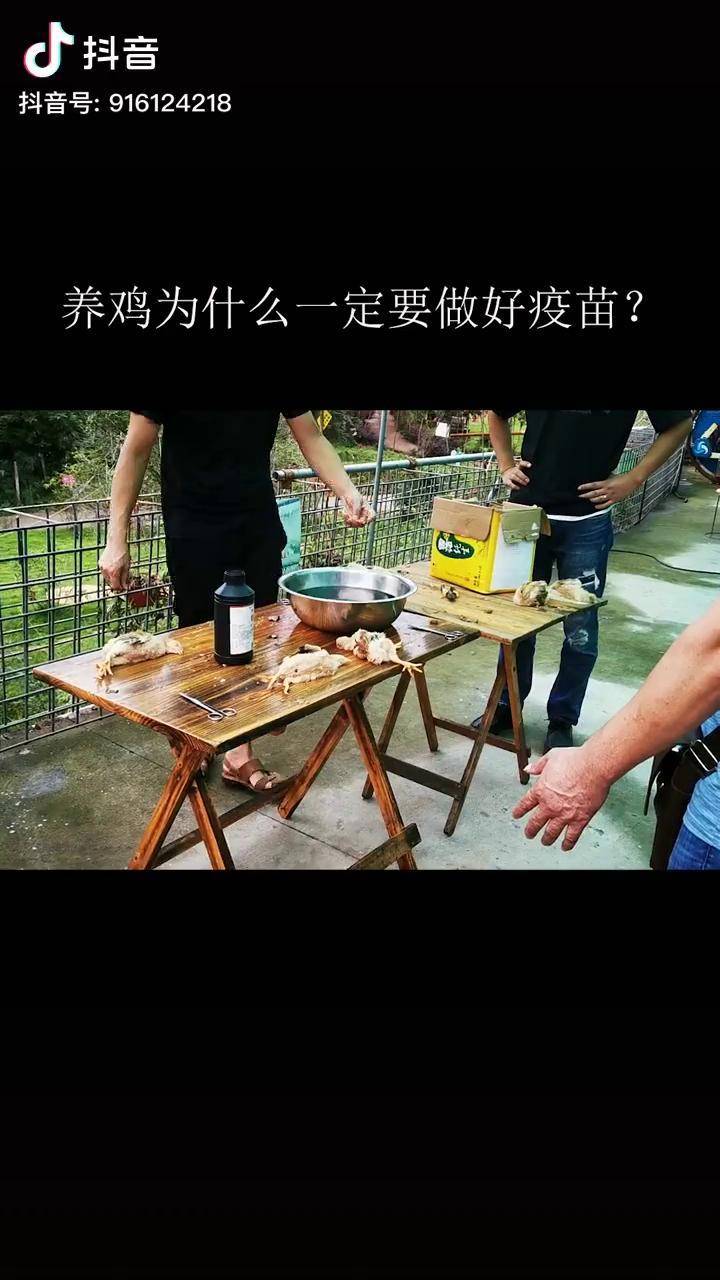 很多人聽到雞打針就覺得不好其實疫苗不是抗生素大家一定要科學對待後