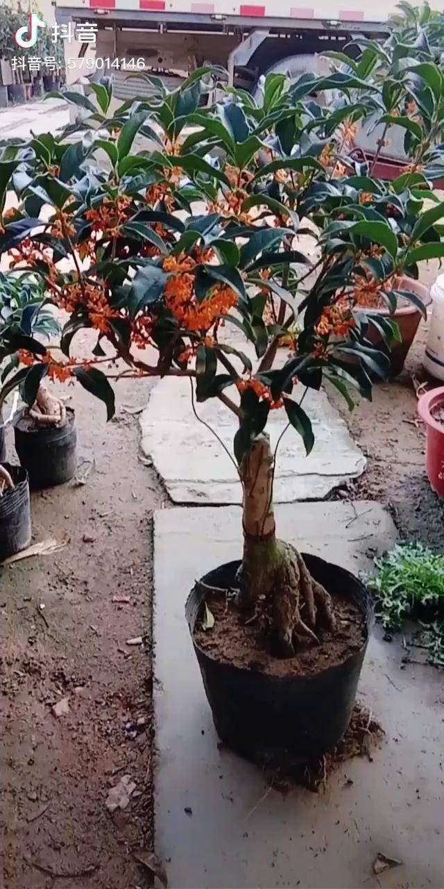 檀香桂朱砂桂枣红朱砂