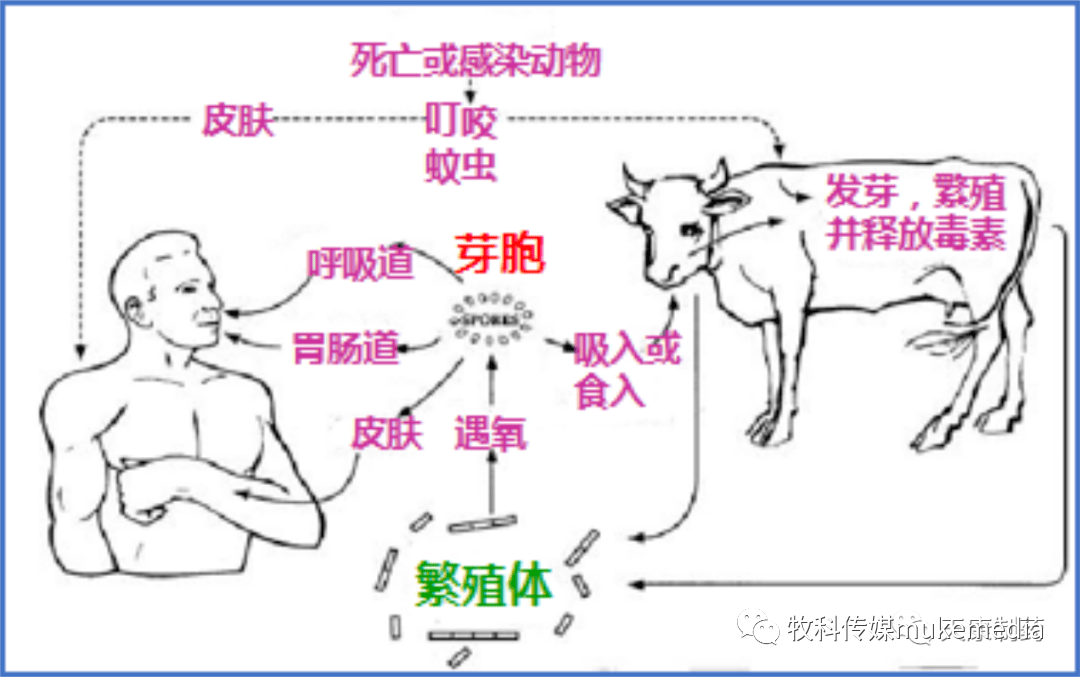 炭疽是一種由炭疽芽孢桿菌引起的人獸共患病,主要發生在牛,馬,羊