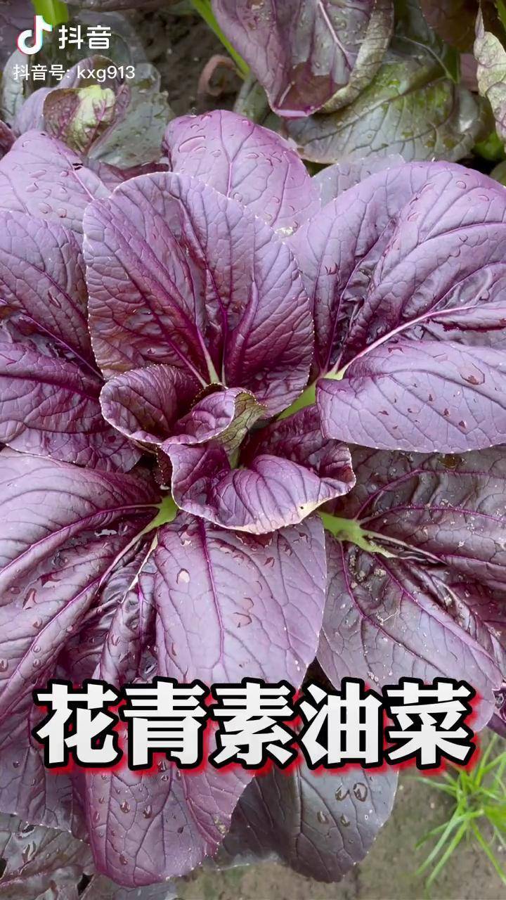 好吃的紫油菜,你想不想种一些呢 农业种植 蔬菜