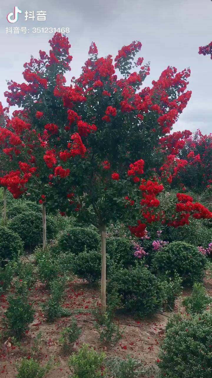 大红花紫薇紫薇