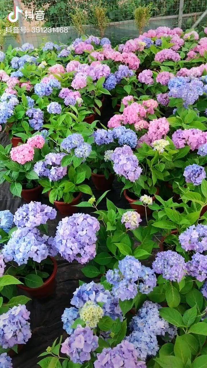 大花绣球耐寒耐冻适合盆栽地栽种植