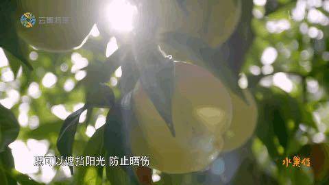 水果|劝你多吃桃子的理由，1个就够了