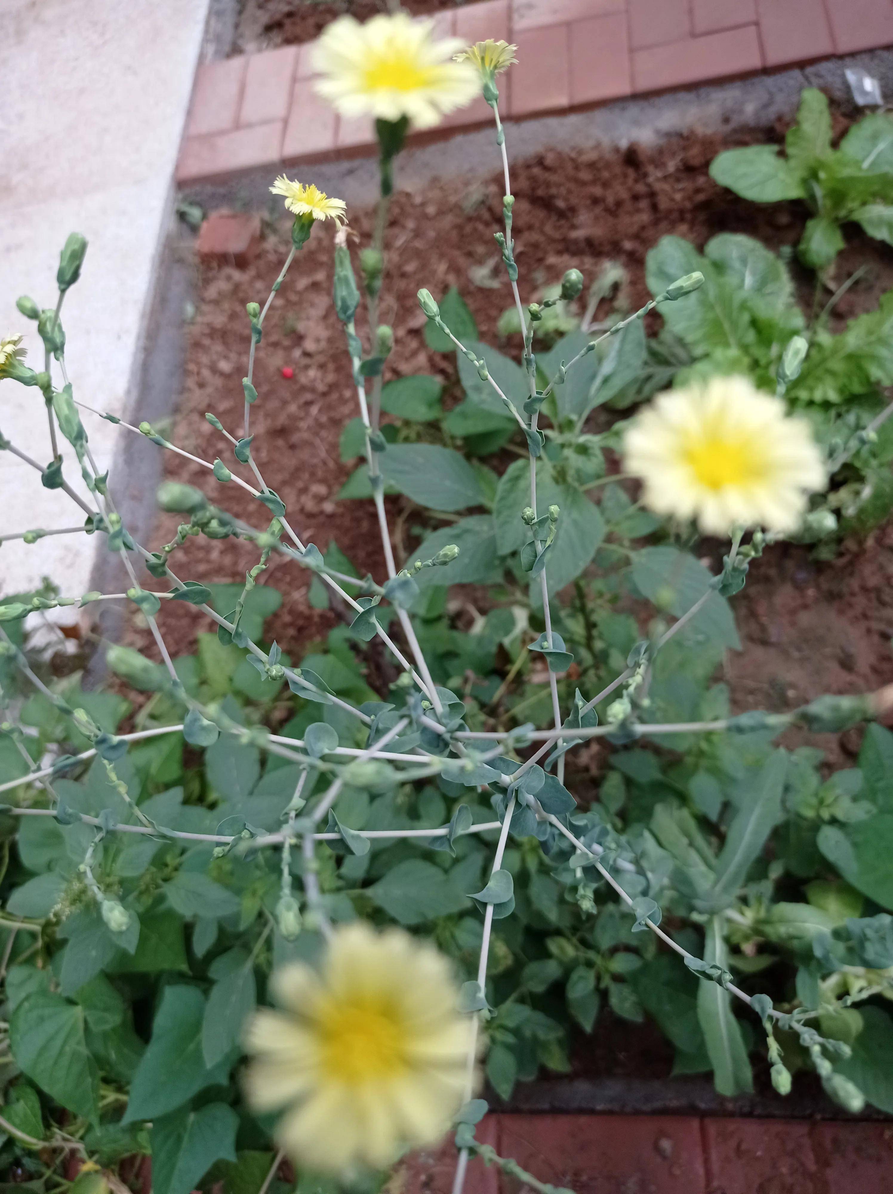 莜麦小花占秋风