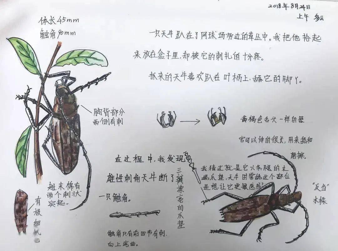 这么高规格的自然笔记大赛你怎能缺席