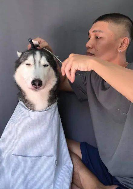 小哥给哈士奇理发,可下一秒居然没忍住给它剪了个光头,笑死了!