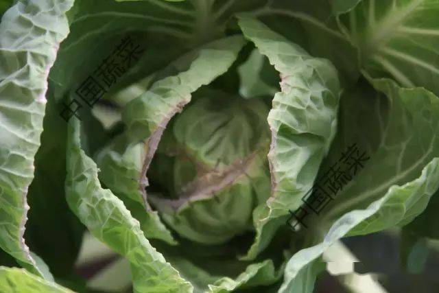 一大批蔬菜缺钙症状来袭!这样补钙才好使!