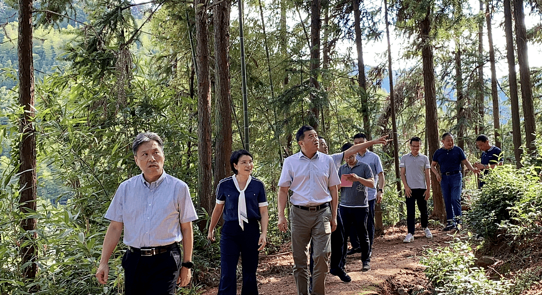 再学习再调研再落实丨南平市副市长何明星深入漳墩调研白茶产业