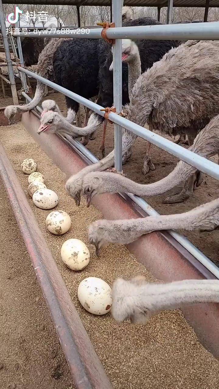 非洲鸵鸟鸵鸟养殖