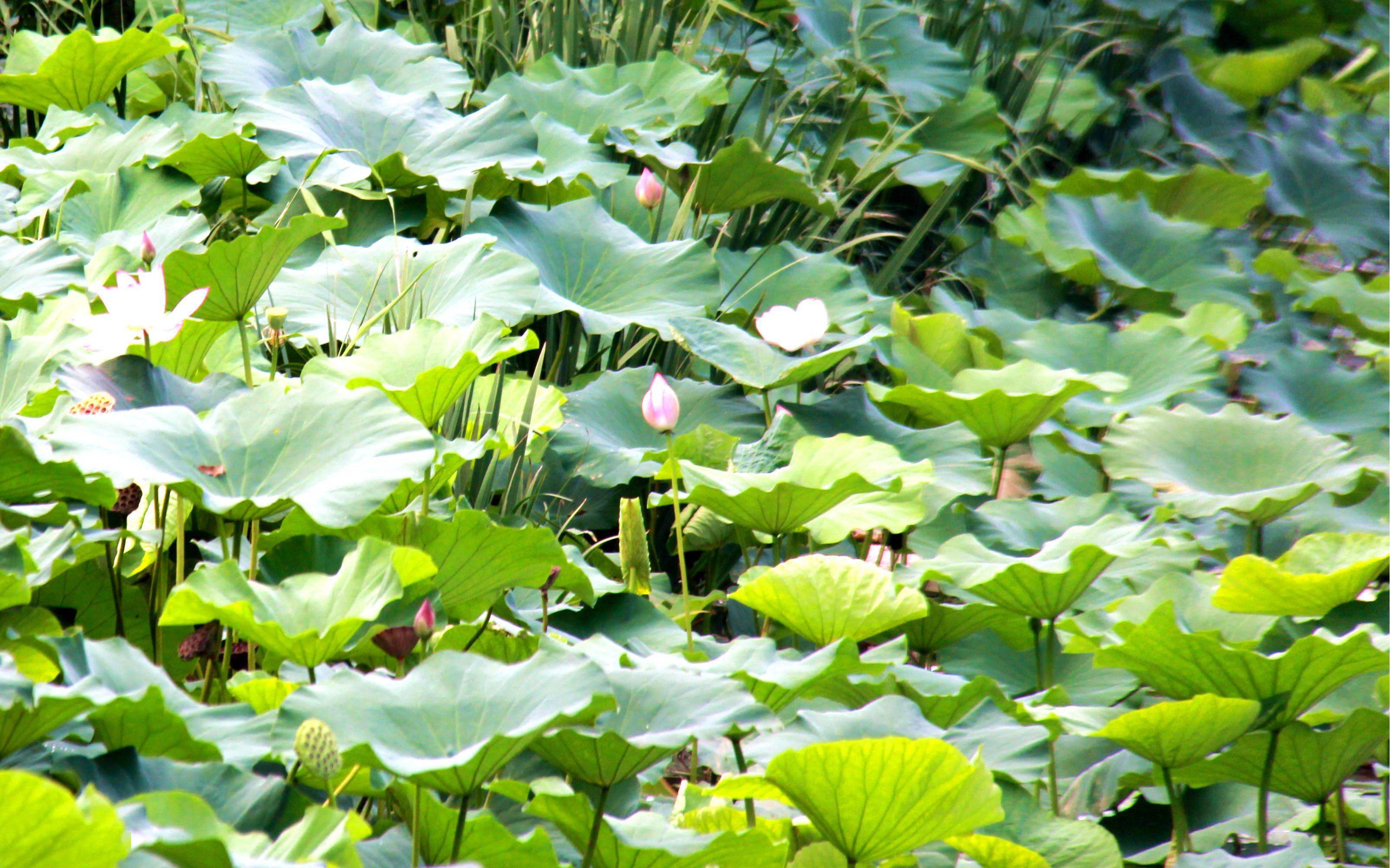 臭水坑变荷花塘边角地成小广场平谷村庄越来越美