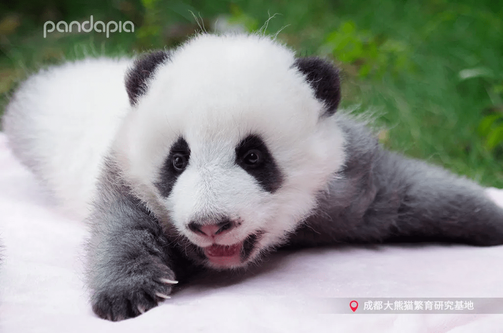 "滚滚"的兴趣爱好,真是数不胜数呀