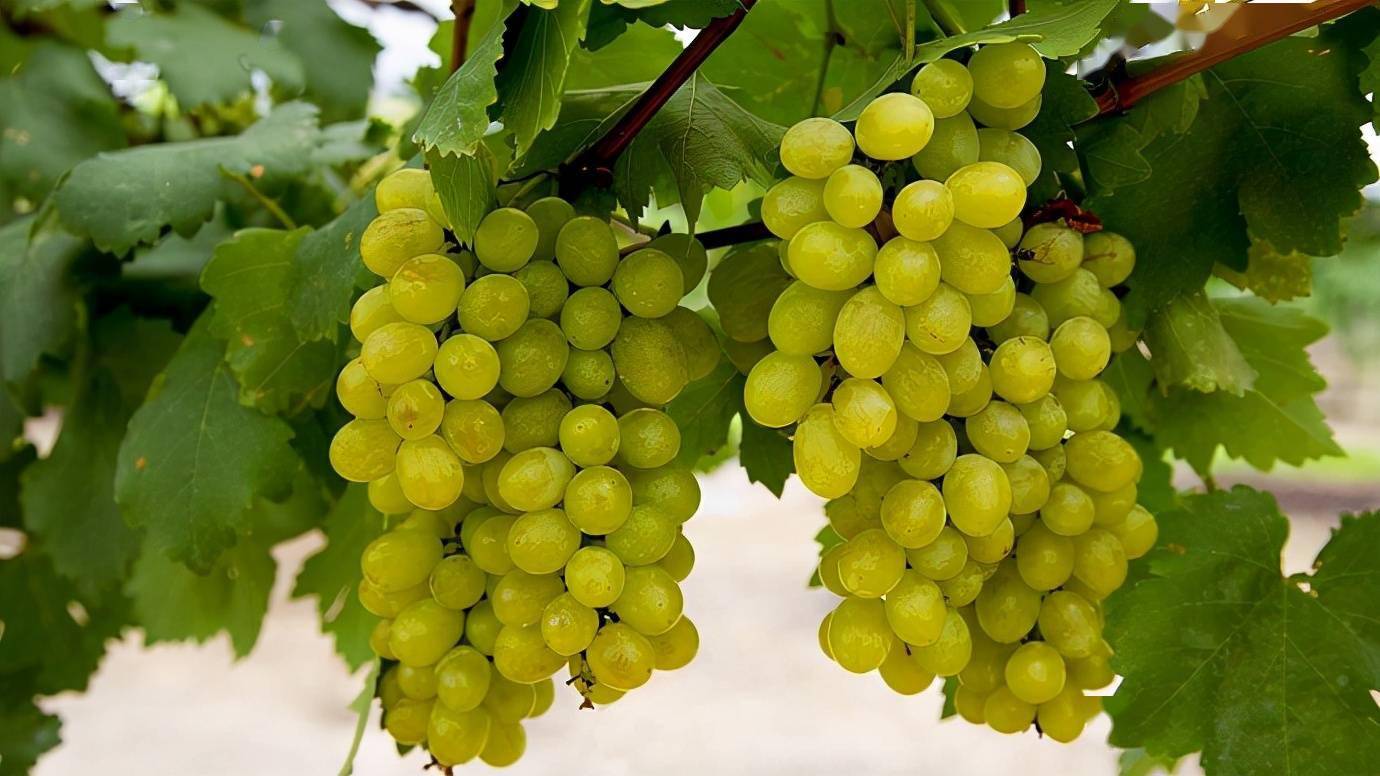 5,看葡萄粒饱满程度好的葡萄粒都是非常饱满的,而且有弹性,用手捏一捏