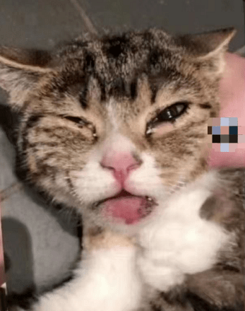 ut中国留学生被曝虐猫:开膛破肚活活肢解!血腥画面惨绝人寰!