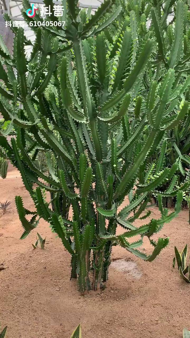 寿光蔬菜博览会热带雨林龙骨树