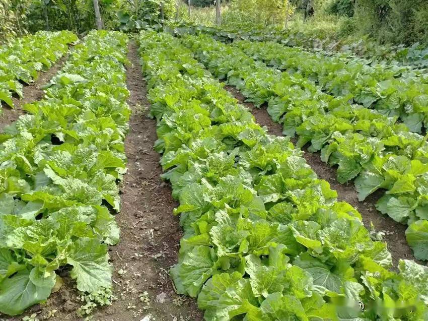 白菜种植历史悠久,是我国特有的一种高产蔬菜,尤其以河北,山东,京津等