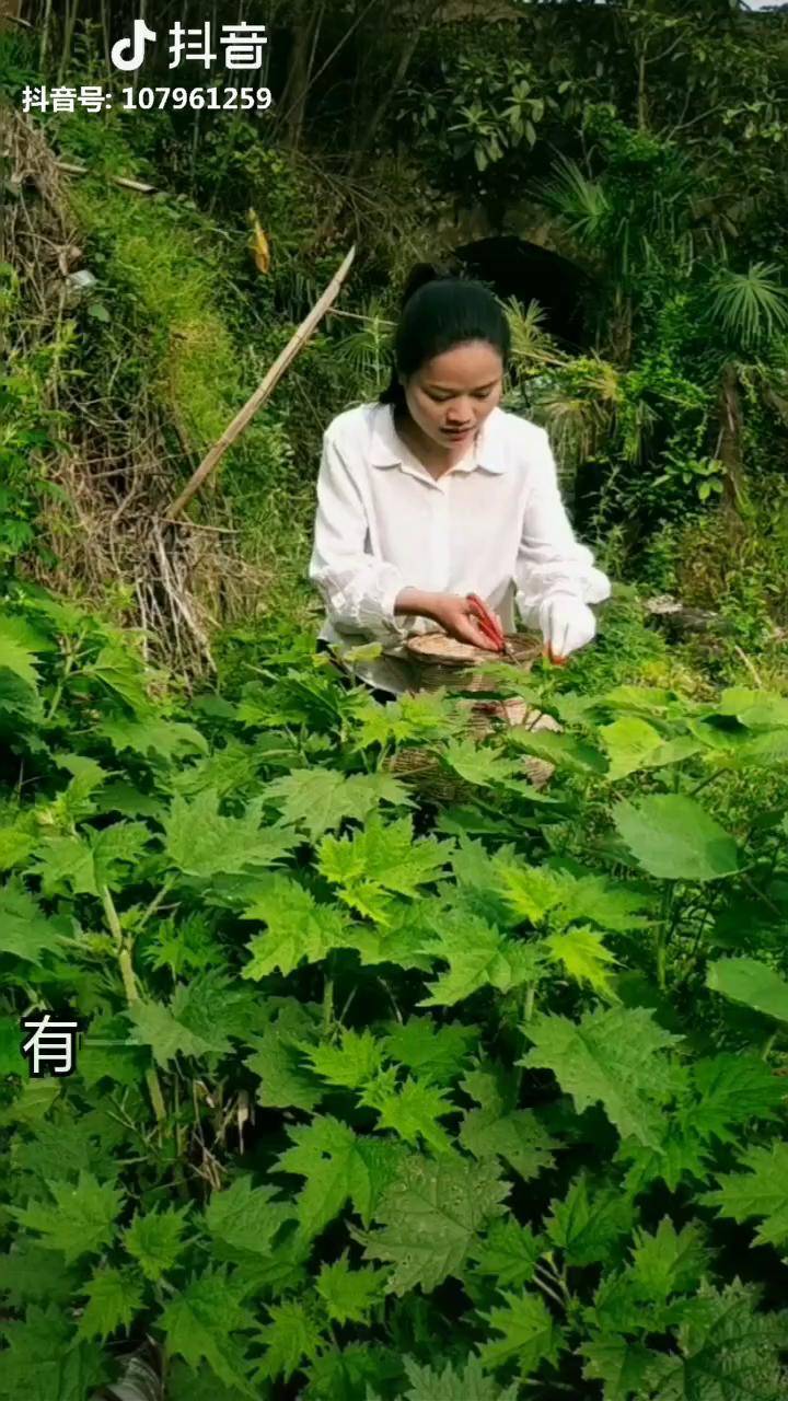 你稱它為美人我猜它為荷麻草這是苗家送客時唱出迷題歌曲後對方答的一