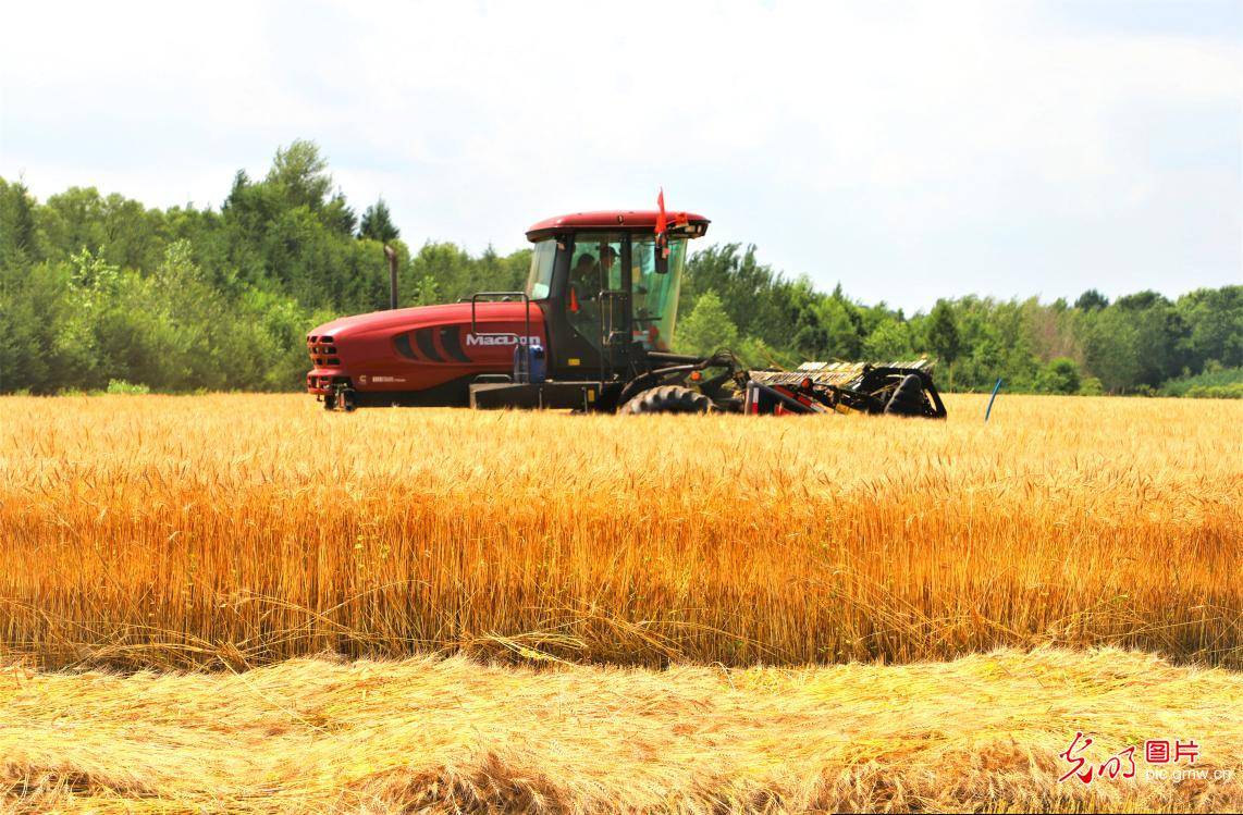 Picture|Wheat harvested in NE China's Heilongjiang Province