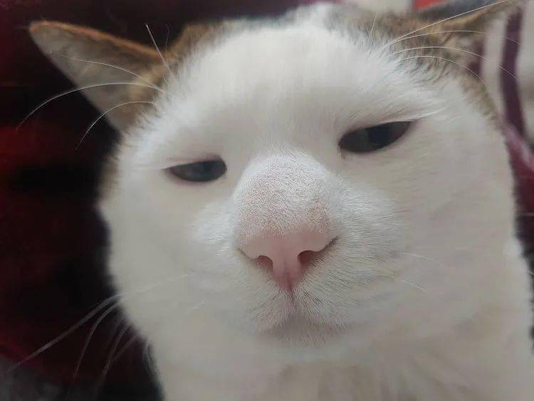 世界上最油腻的20只猫一只比一只yue