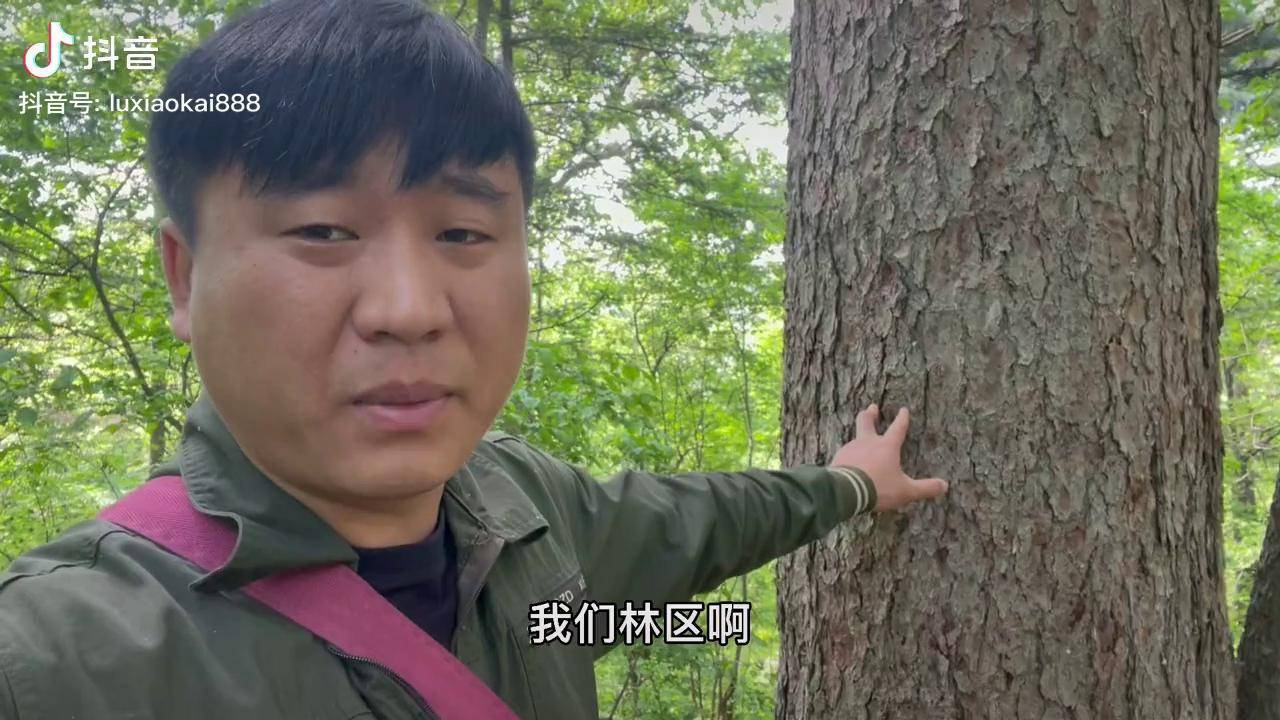 天上的龙肉说的就是这种动物,我们叫飞龙,也叫树鸡,因为肉质鲜美,被吃