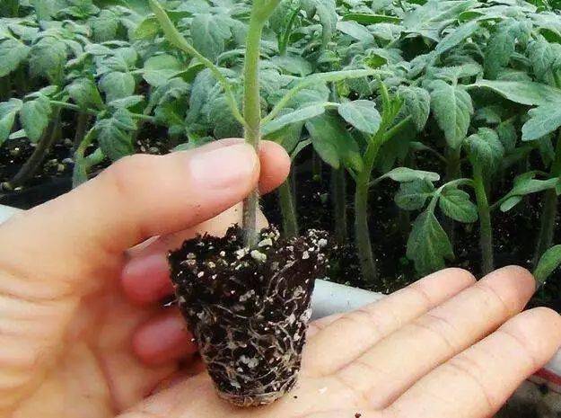 怎样种花生苗全过程 9a60daa95f77465a93c6eeca7dc9fcd1.jpeg