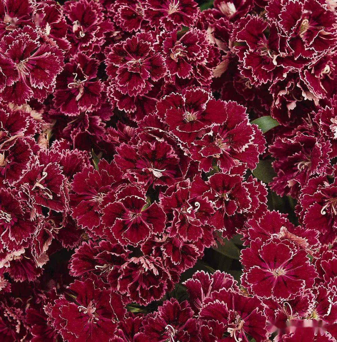 其他景观石竹品种石竹 花边系列红色,紫色,白色,纯玫瑰红,丁香紫花边