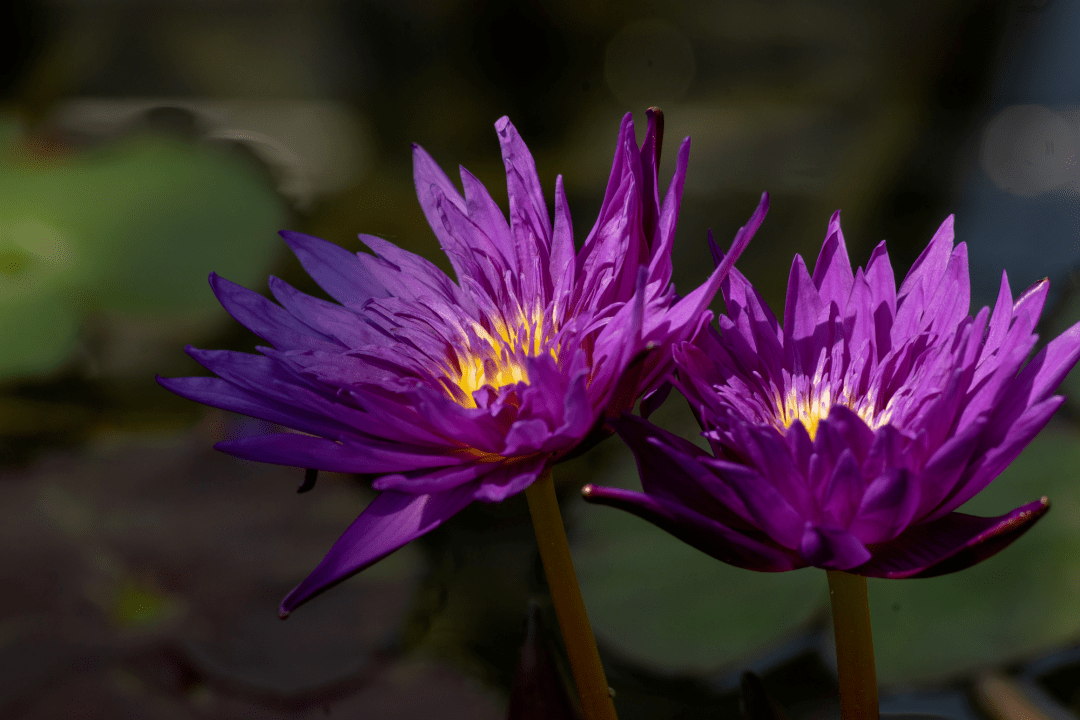 紫色千瓣莲花图片