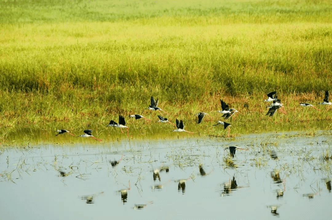 生物多样性看山西湿地生态系统篇