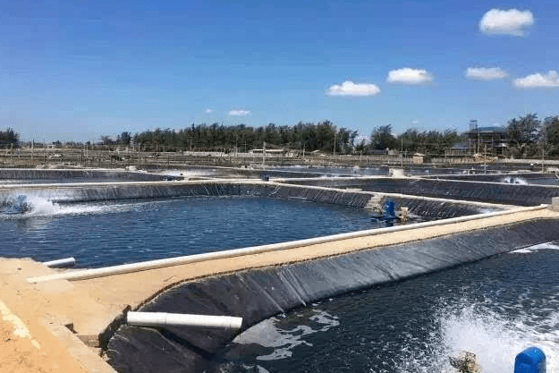 2亩虾塘养虾高手多赚万元的秘密!