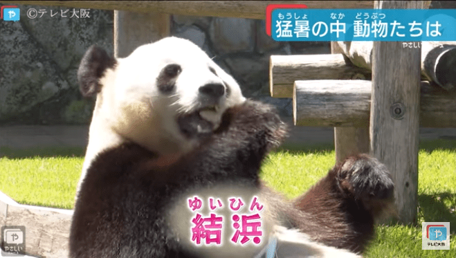 可可爱爱的动物 603bec209a10478896d51ec874f046c6.png