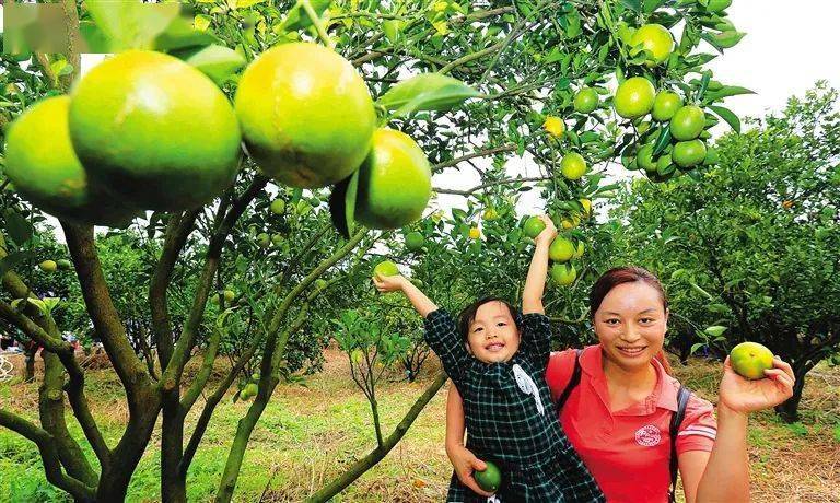 資料圖:瓊中綠橙採摘醉遊人.袁才 朱德權 攝