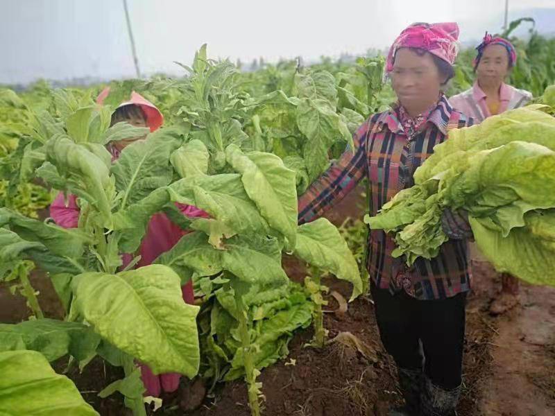 栋川镇烤烟喜获丰收烟农采摘赶烤忙