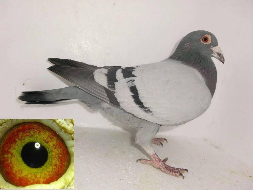 aa092af2e4674cdaa634e9ead7c75e4b.jpeg