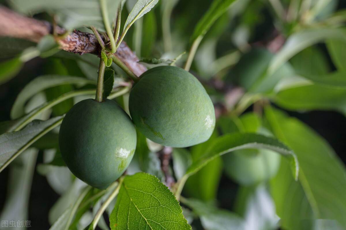 龙脑熏香话青梅