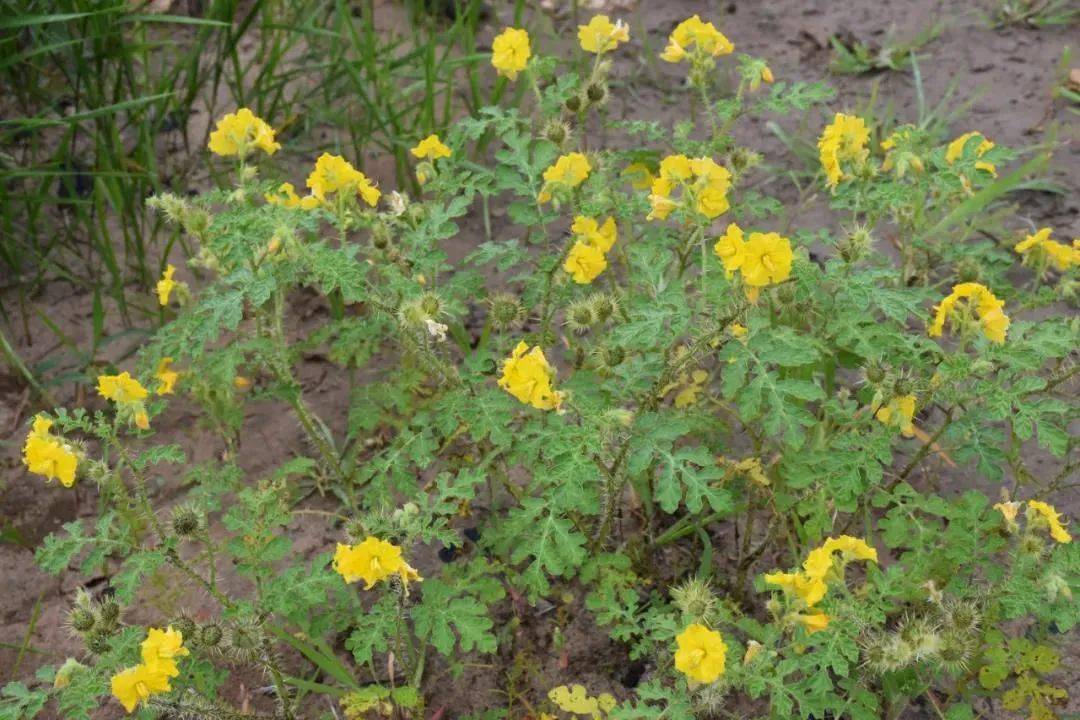 【关注】旗人大常委会党组及机关开展"我为群众办实事"铲除刺萼龙葵