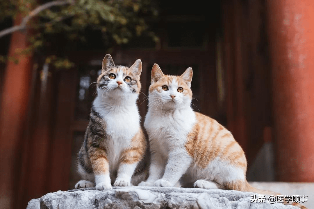 故宫博物馆里的猫咪