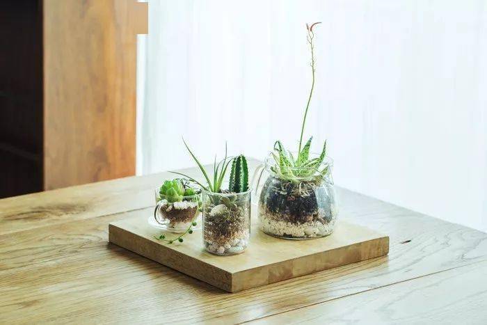 苔藓微景观多肉 078702d743764a16850be78ce36cb39b.jpeg