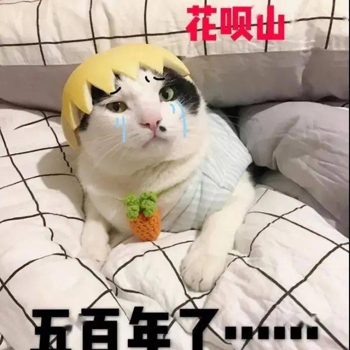 五百年了谁来救救我丨第181期喵表情