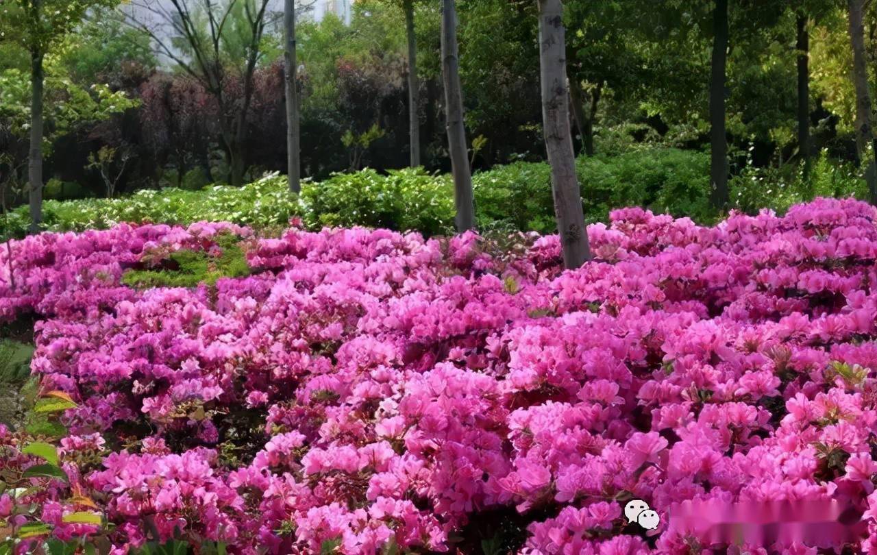 毛鹃的生长习性及种植管理一点就通