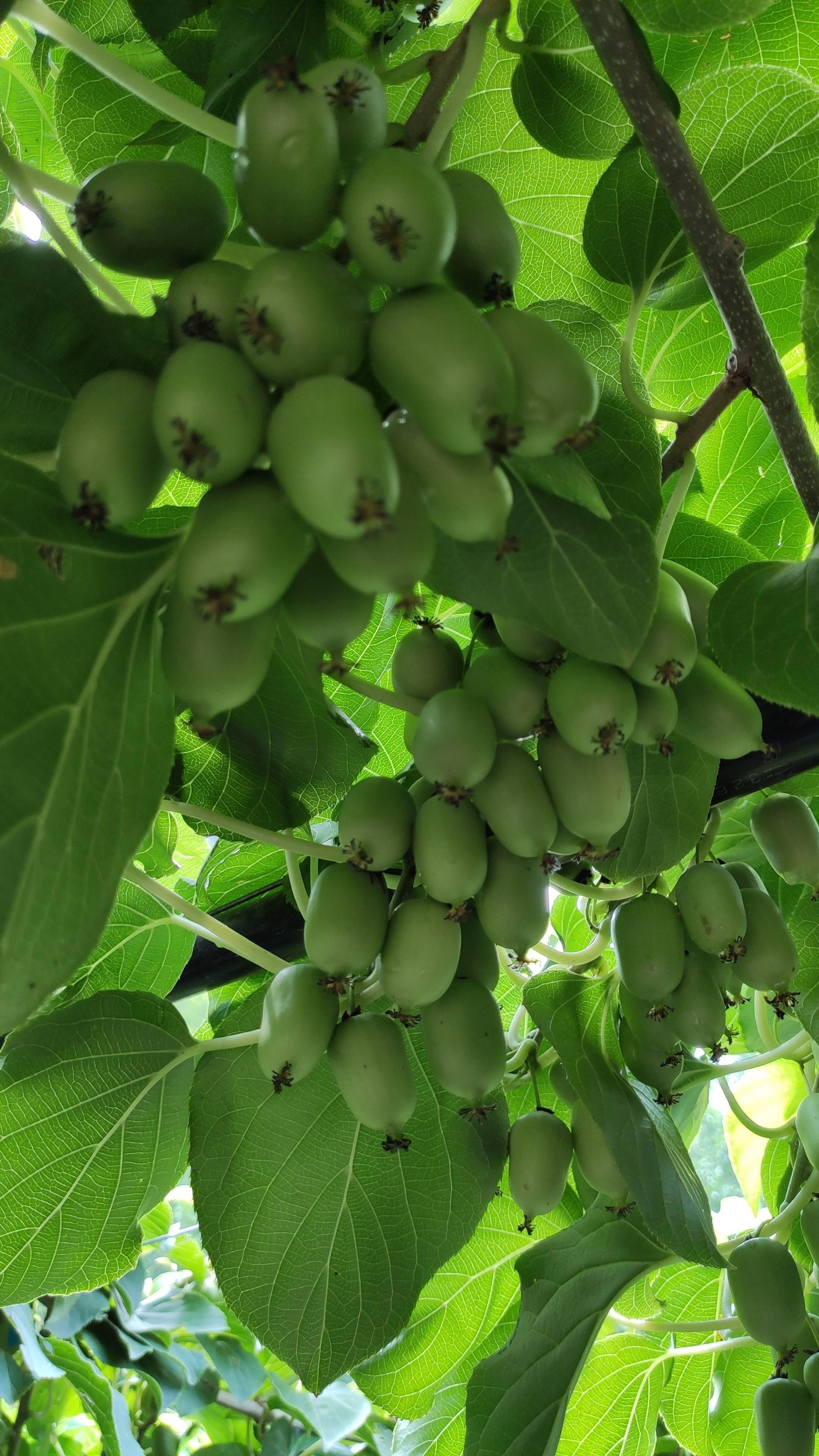 香甜可口的门头沟奇异莓又丰收了_清水