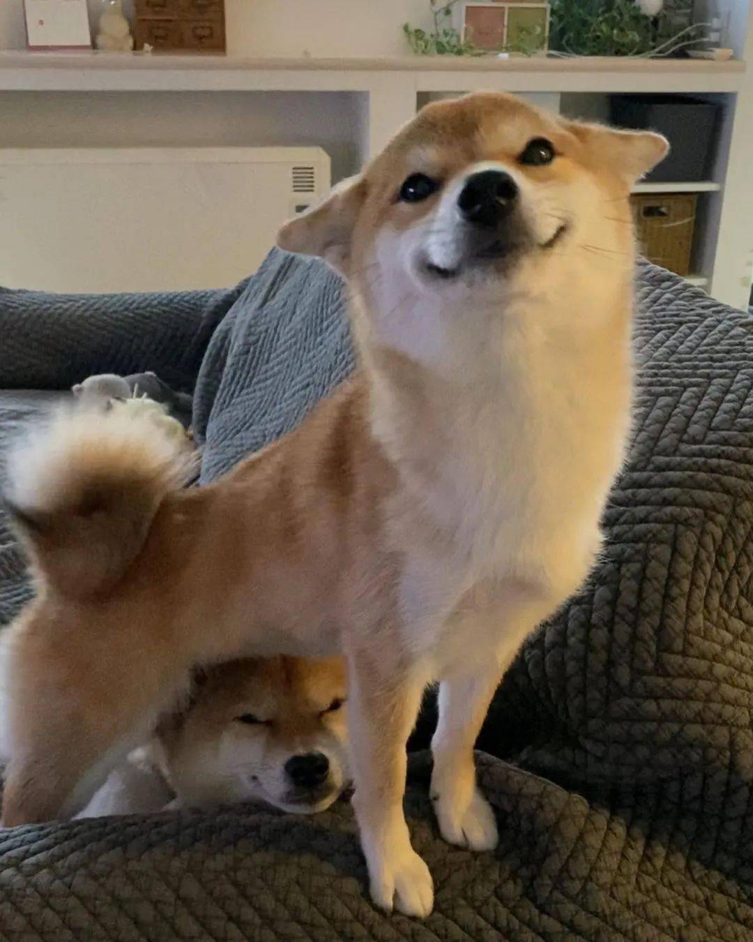 您好采访一下,你们柴犬的谄媚表情是全世界统一的吗?