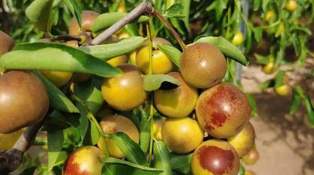 户太八号葡萄种植技术视频