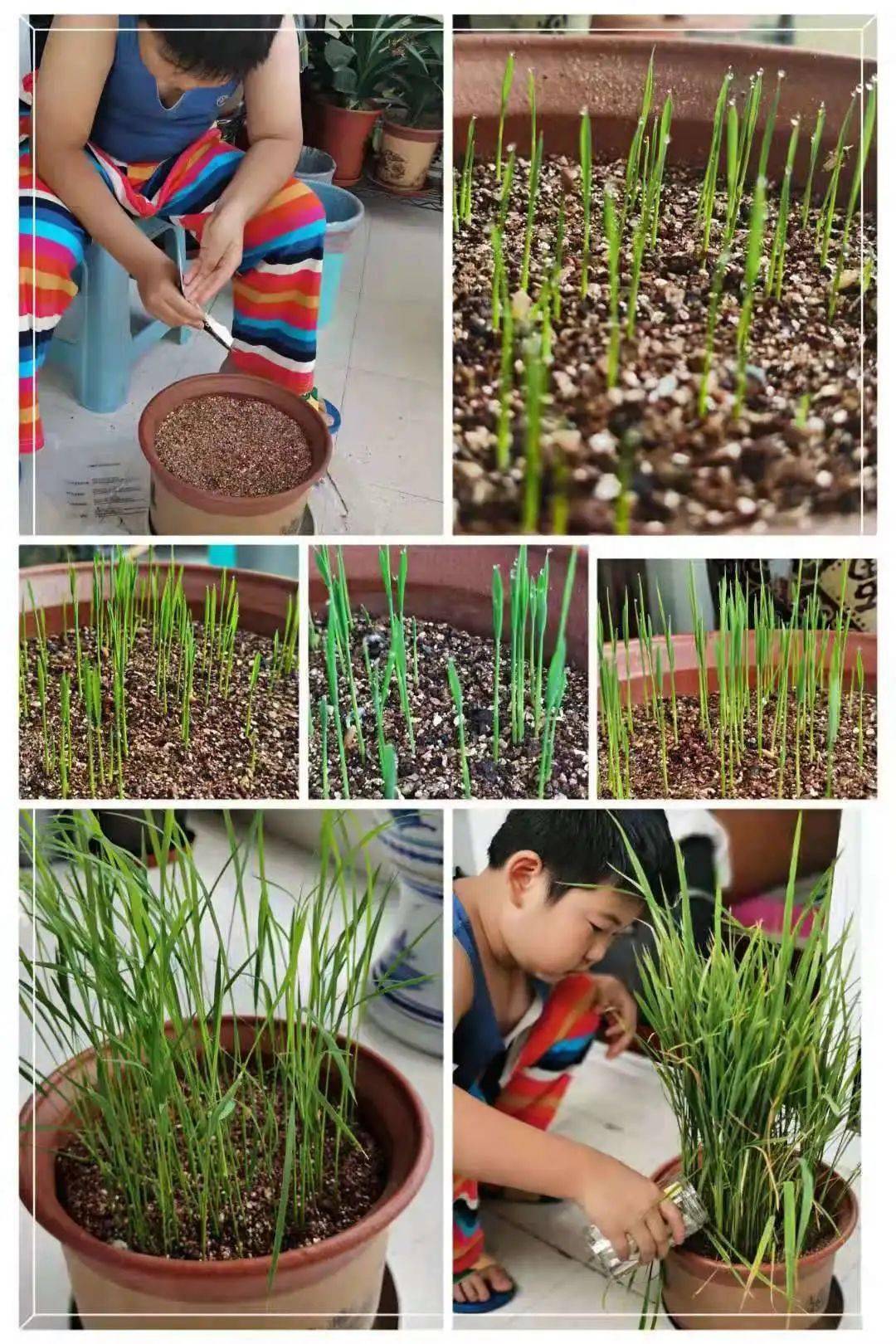 在家花盆种植水稻图片图片