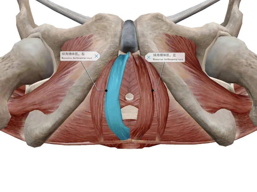 不可忽视的盆底疾病