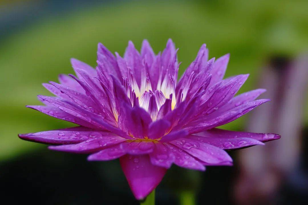 紫色千瓣莲花图片