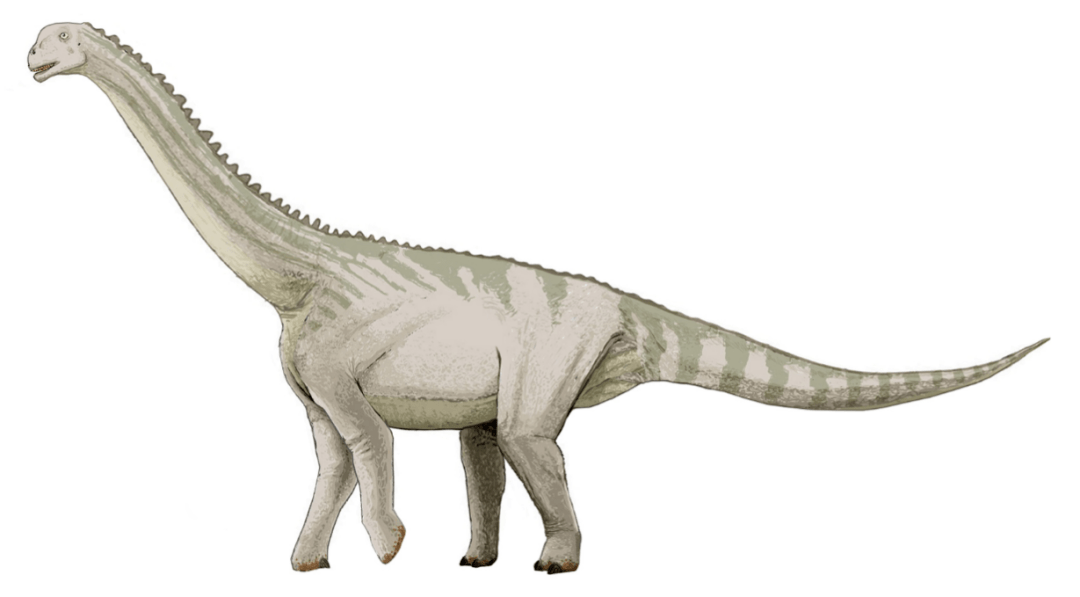 bellusaurus )就因牙齿形状被推断为腕龙类