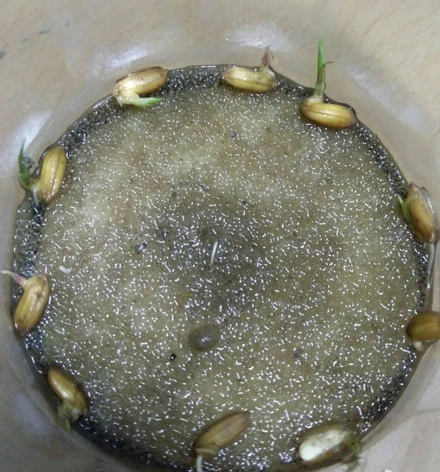 在妈妈的帮助下,我们把发芽的水稻撒在土上,然后又盖上一层土,每天
